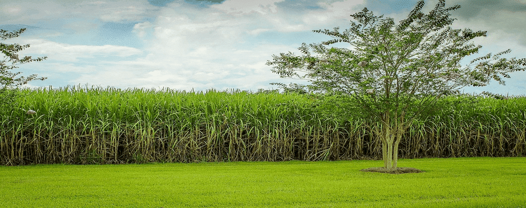 Plantación de azúcar Trinidad Cuba